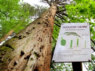 Massieu. Parc de La Murgi�re.