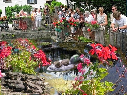 les h�tes du grand bassin