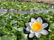 Longpra, n�nuphars