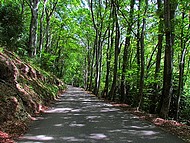 Gorges du Nan, la for�t