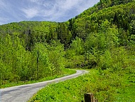 Les Coulmes, route foresti�re