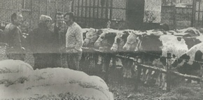 foire St Martin Voiron, dans les ann�es 1950!