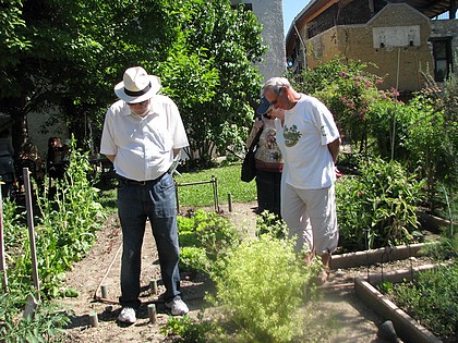 Longtemps d�laiss�es, consid�r�es comme des herbes de sorciers !