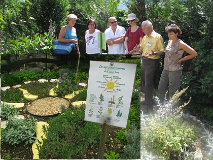 les herbes sacr�es de la St Jean.