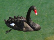 de nombreuses esp�ces au parc de Vizille