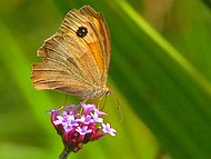 de nombreuses esp�ces au parc de Vizille