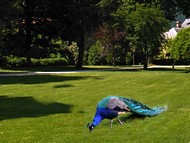 de nombreuses esp�ces au parc de Vizille