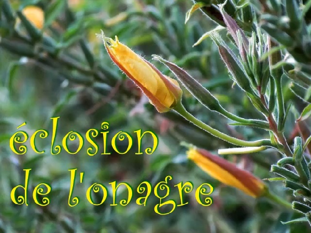 l'�closion de 6 fleurs en continu, temps r�el
