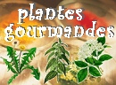 Les vertus des mauvaises herbes; sortent de l'oubli, mettent la diversit� dans nos assiettes.