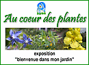 Au coeur des plantes, l'envers de leur d�cor. 