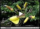 l'�closion de 6 fleurs en continu, temps r�el