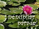 Fleurs dress�es dans des jets �tincellants, sublimes p�tales lov�es sur les plateaux aux tendres vert.