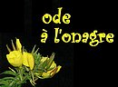 Au creux de l’�t� alors que tombe la nuit…