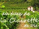 Ainsi naquit la Clairette de Die !