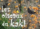 d�s le premier gel les oiseaux se bousculent dans le kaki, les fruits sont m�rs et le spectacle toute la journ�e !
