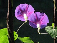 Ipom�e au Jardin de la Source