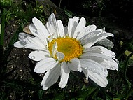 ros�e  au Jardin de la Source
