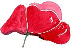 p�tales de coquelicots cristallis�s