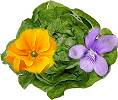 salade primev�re et violette