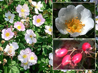 �glantier, cynorrhodon