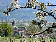 St Jean de Moirans �tait capitale de la cerise !