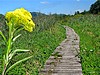 Le Marais de Chirens :  espace naturel prot�g�.